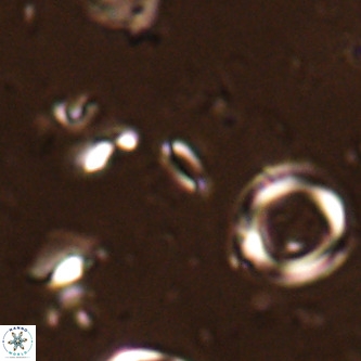 Mikrokaifoteino aplos VR 01464