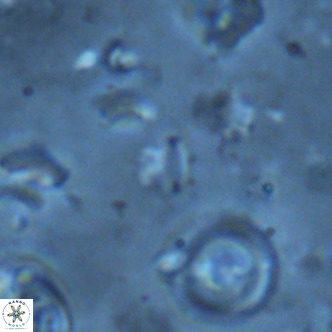 Mikrokaifoteino aplos VR 01465