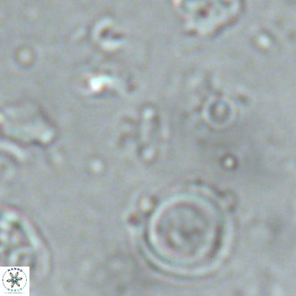 Mikrokaifoteino aplos VR 01468