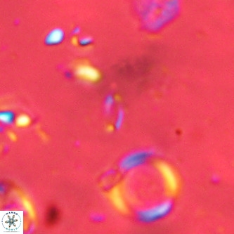 Mikrokaifoteino aplos VR 01462