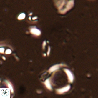 Mikrokaifoteino aplos VR 01463