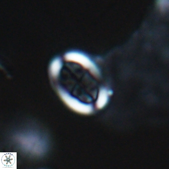 Arkhangekskiella paucipunctata small 18862