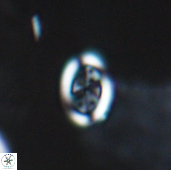 Arkhangekskiella paucipunctata small 18864