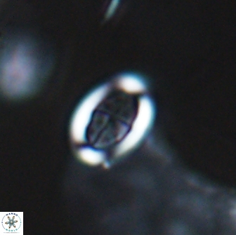 Arkhangekskiella paucipunctata small 18866
