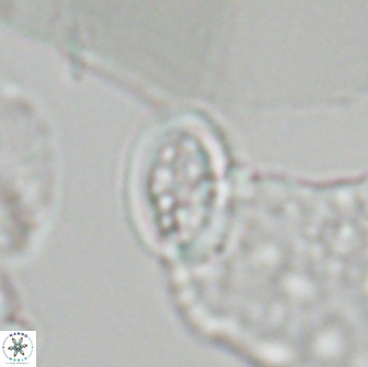 Arkhangekskiella paucipunctata small 18868