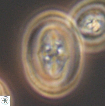 Arkhangelskiella maastrichtiana 12029