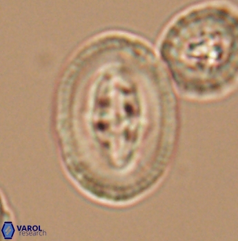Arkhangelskiella maastrichtiana 12030