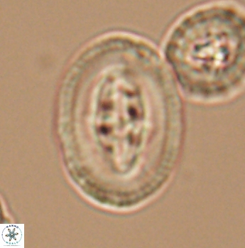 Arkhangelskiella maastrichtiana 12030