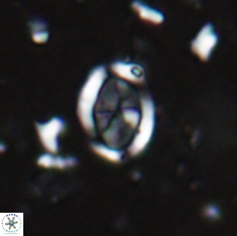 Arkhangelskiella octocentralis clivosa 14804