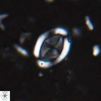 Arkhangelskiella octocentralis clivosa 14805