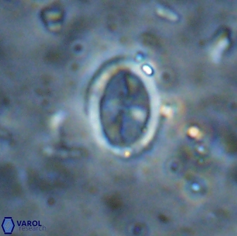 Arkhangelskiella octocentralis clivosa 14808
