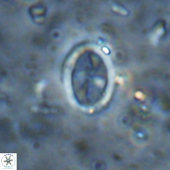 Arkhangelskiella octocentralis clivosa 14808