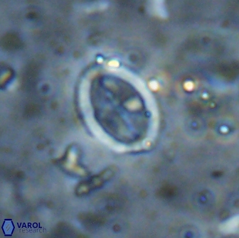 Arkhangelskiella octocentralis clivosa 14809