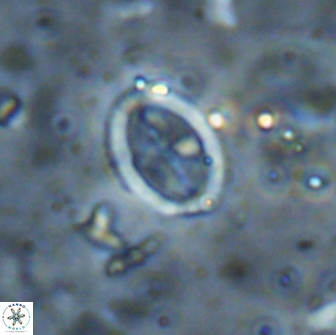 Arkhangelskiella octocentralis clivosa 14809
