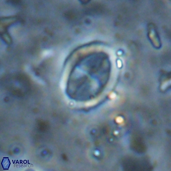 Arkhangelskiella octocentralis clivosa 14810