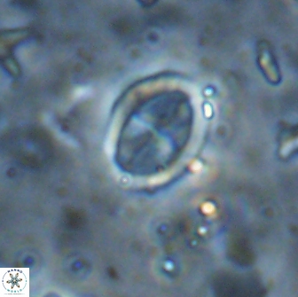Arkhangelskiella octocentralis clivosa 14810