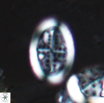 Arkhangelskiella orthocancellata 9947