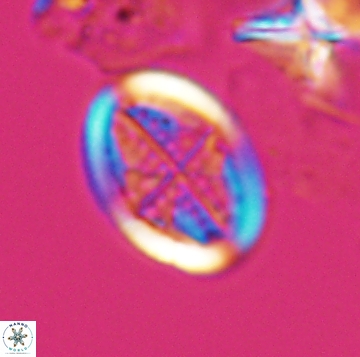 Arkhangelskiella orthocancellata 9965