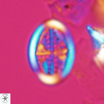 Arkhangelskiella orthocancellata 9967