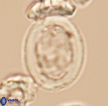 Arkhangelskiella cymbiformis LM 12284