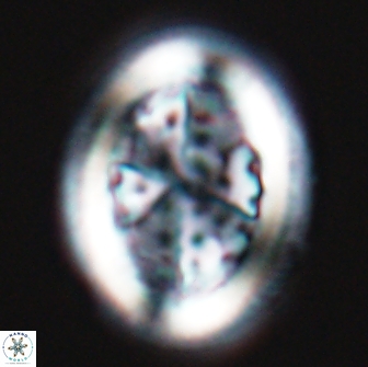 Arkhangelskiella cymbiformis LW 17836