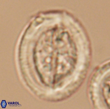 Arkhangelskiella cymbiformis LW 12065
