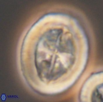 Arkhangelskiella cymbiformis LW 12063