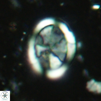 Arkhangelskiella inclinata 4584