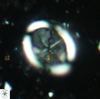 Arkhangelskiella inclinata 4587