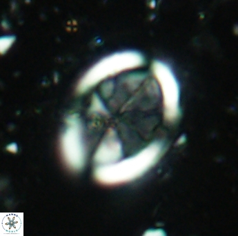Arkhangelskiella inclinata 4588