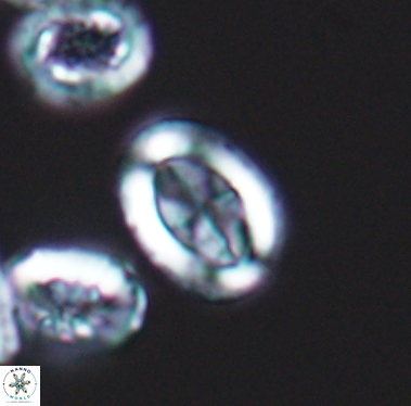 Arkhangelskiella inclinata 12344