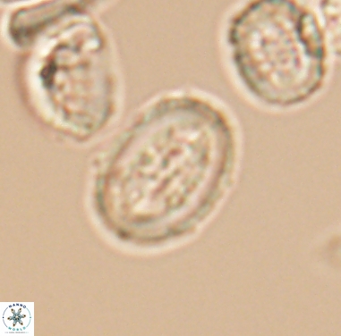 Arkhangelskiella inclinata 12351