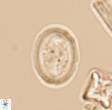 Arkhangelskiella inclinata 12326