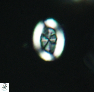 Arkhangelskiella inclinata 3320