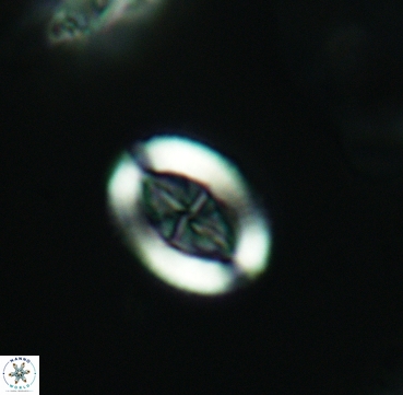 Arkhangelskiella inclinata 3323