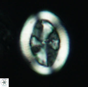 Arkhangelskiella inclinata L M 3025
