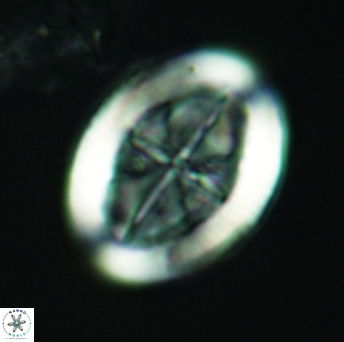 Arkhangelskiella inclinata L M 3028