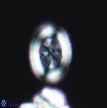 Arkhangelskiella paucipunctata ML M 12147