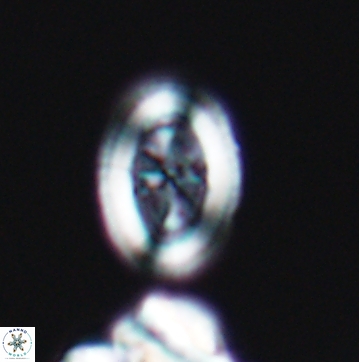 Arkhangelskiella paucipunctata ML M 12147