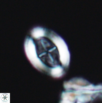 Arkhangelskiella paucipunctata ML M 12150