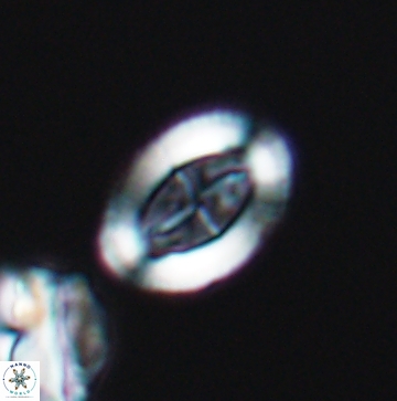 Arkhangelskiella paucipunctata ML M 12151
