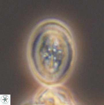 Arkhangelskiella paucipunctata ML M 12155