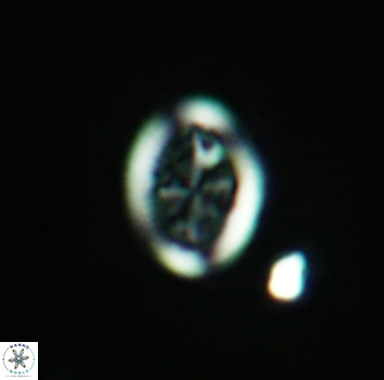 Arkhangelskiella paucipunctata ML N 3960