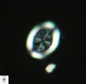 Arkhangelskiella paucipunctata ML N 3963