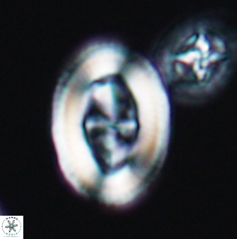 Arkhangelskiella paucipunctata ML W 12032