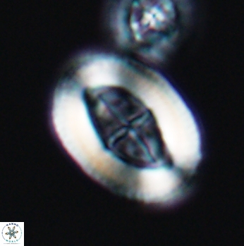 Arkhangelskiella paucipunctata ML W 12034