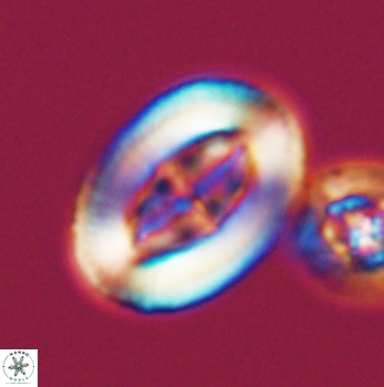 Arkhangelskiella paucipunctata ML W 12038
