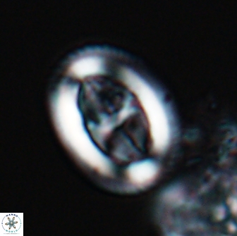 Arkhangelskiella paucipunctata MLW 17788