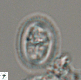 Arkhangelskiella paucipunctata MLW 17794