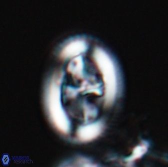 Arkhangelskiella paucipunctata MLW 17790